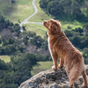Invoxia along with Wamiz releases a pet tracker