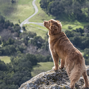 Invoxia along with Wamiz releases a pet tracker