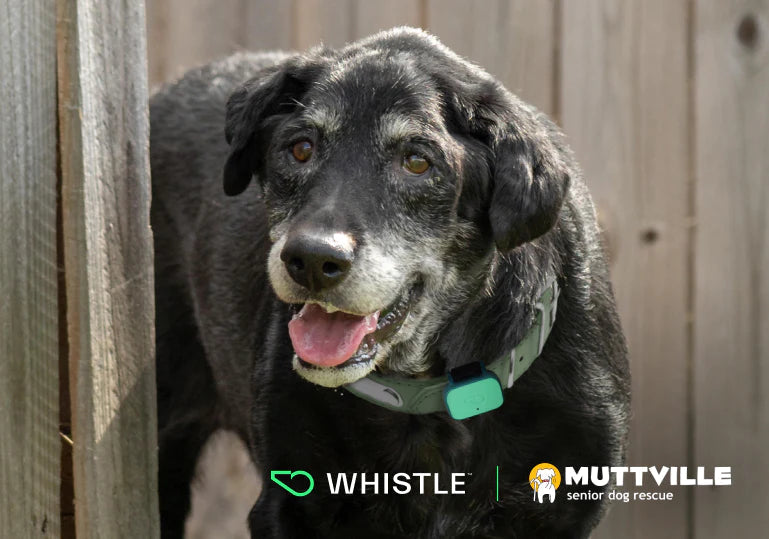 Best Pet Wearables