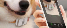 PetBit - A tracker for keeping a watch on your pet.