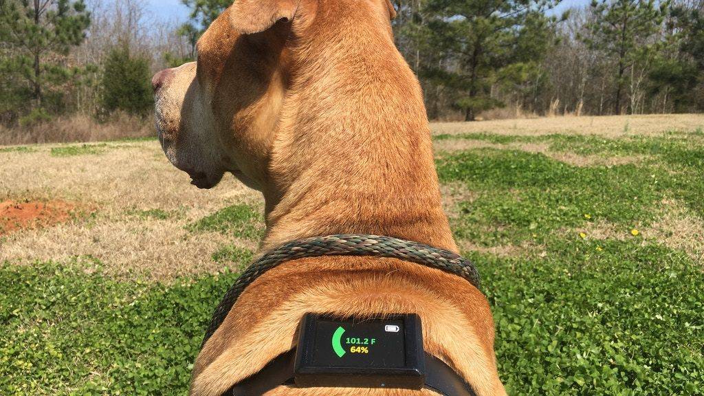 The first of its kind: Dawg Tag is a wearable for your pet