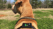 The first of its kind: Dawg Tag is a wearable for your pet
