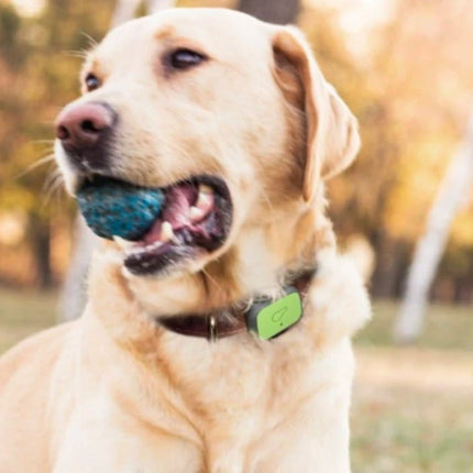 Whistle FIT Pet Health Tracker & Activity Monitor